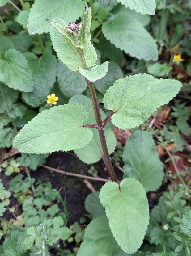 water figwort (Scrophularia auriculata)