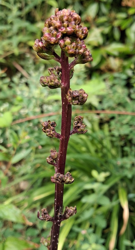 water figwort