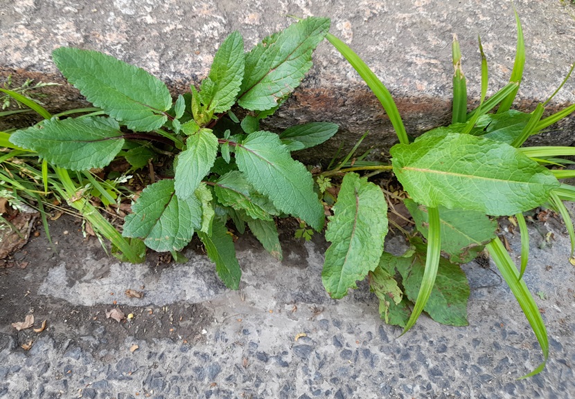 water figwort seedling (Scrophularia auriculata)