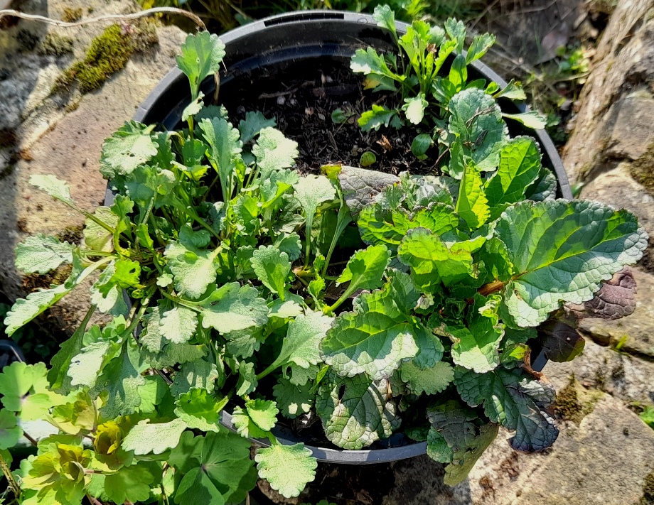water figwort oxeye daisy