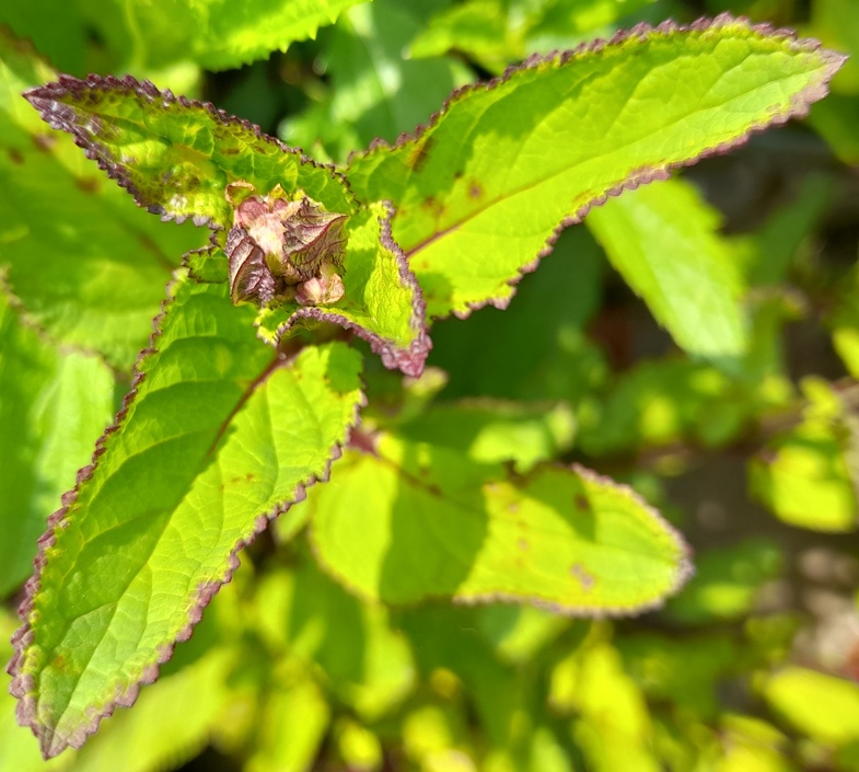 water figwort buds