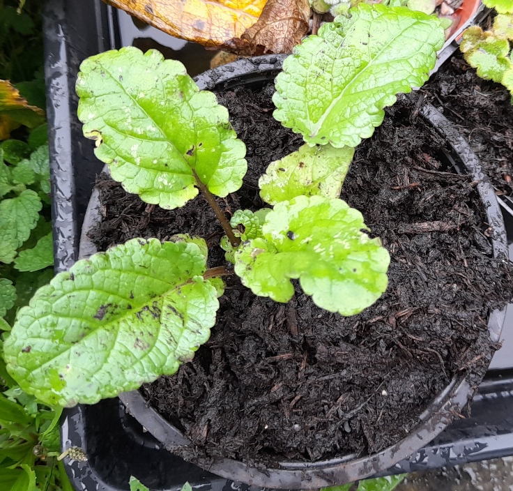 water figwort seedling