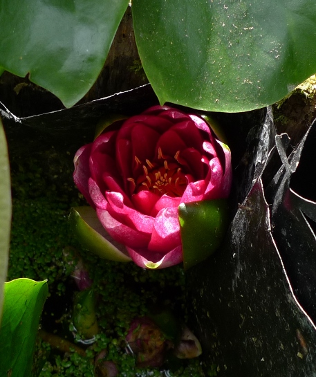 water lily