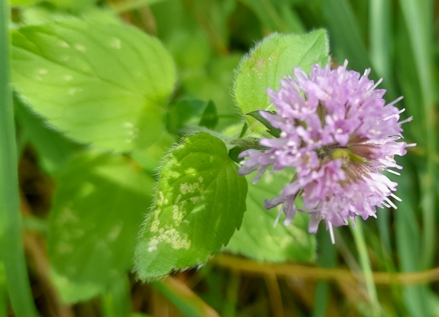 water mint
