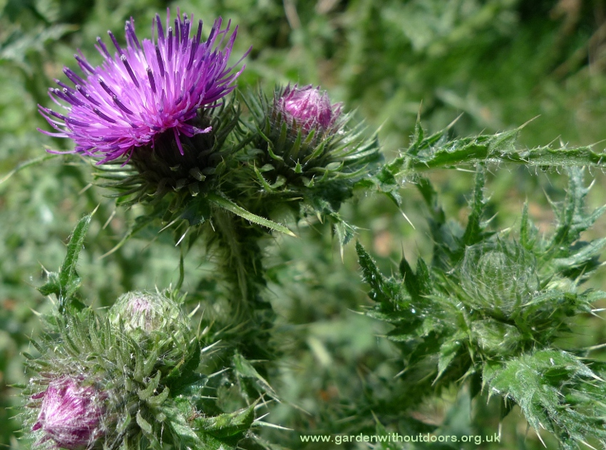 welted thistle