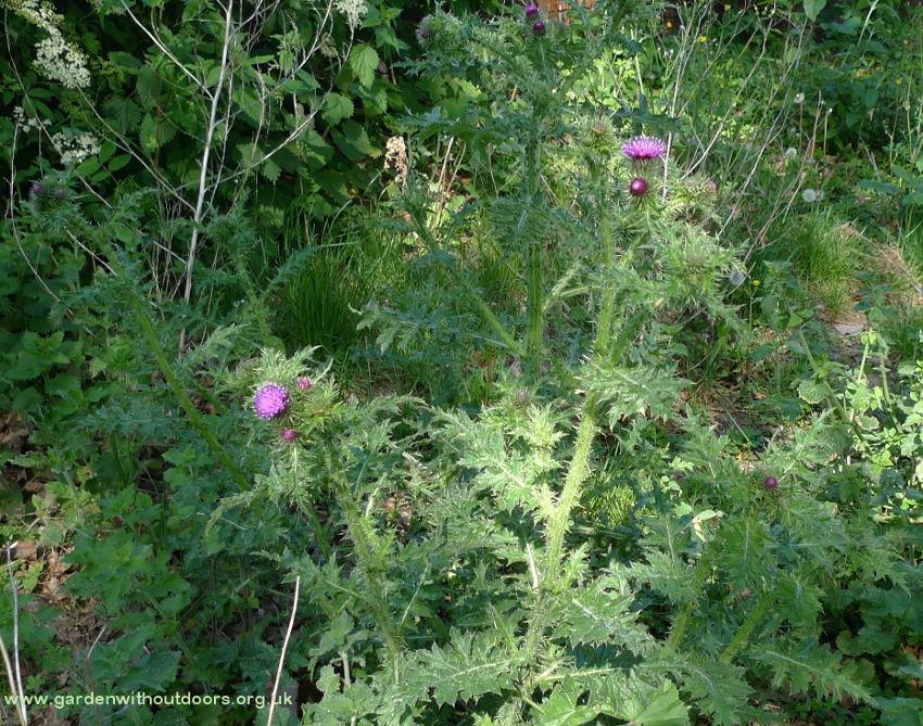 welted thistle