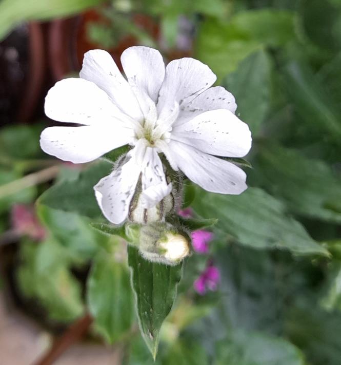 white campion