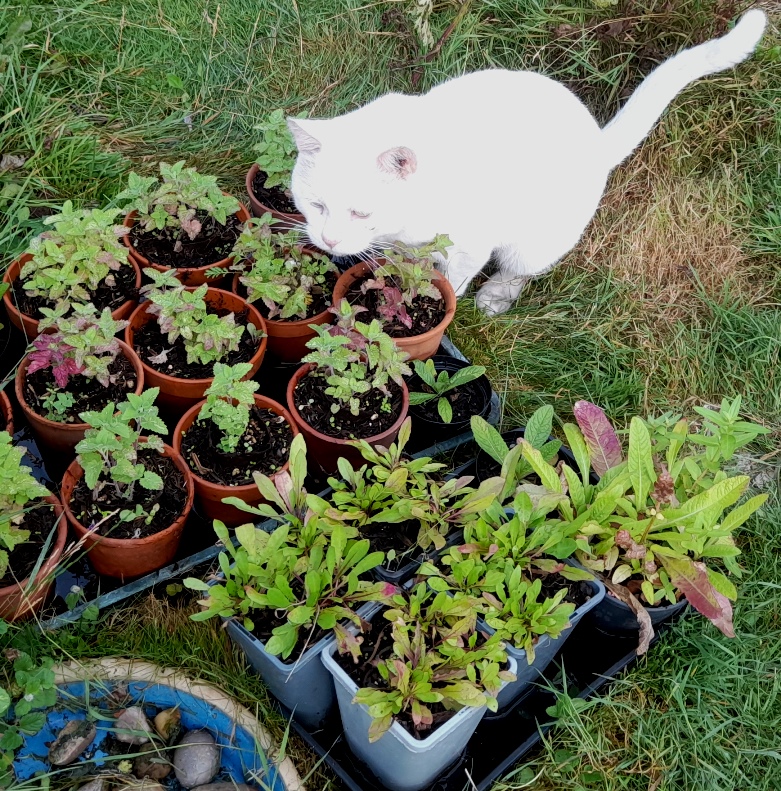 cat with nepeta cataria catnip