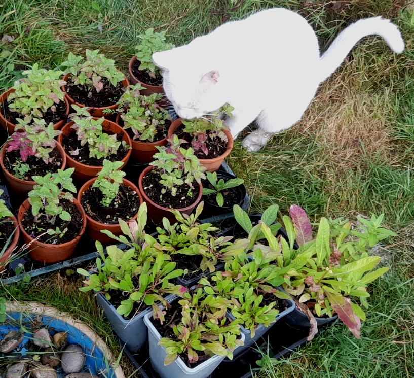 cat nepeta cataria catnip