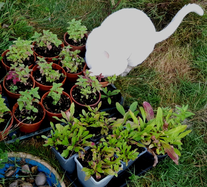 cat nepeta cataria catnip