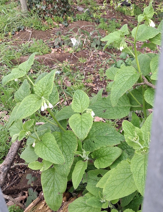 white comfrey