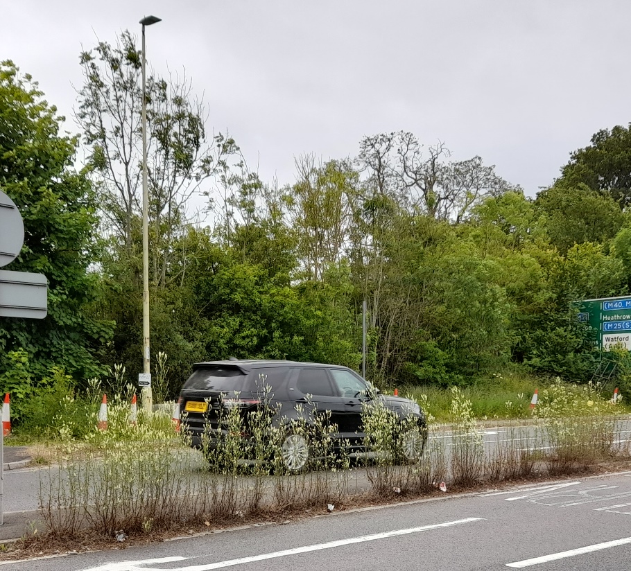 white melilot central reservation