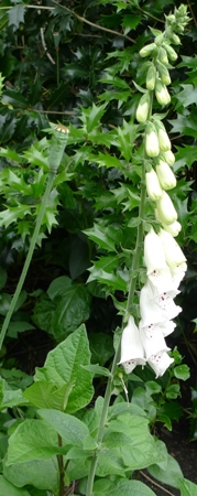 white foxglove
