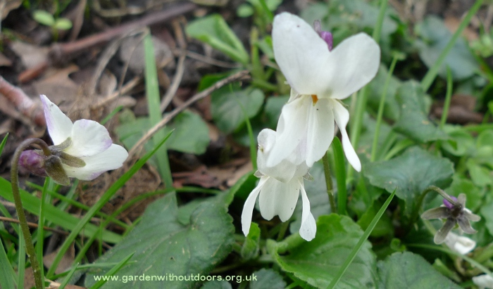 white violets