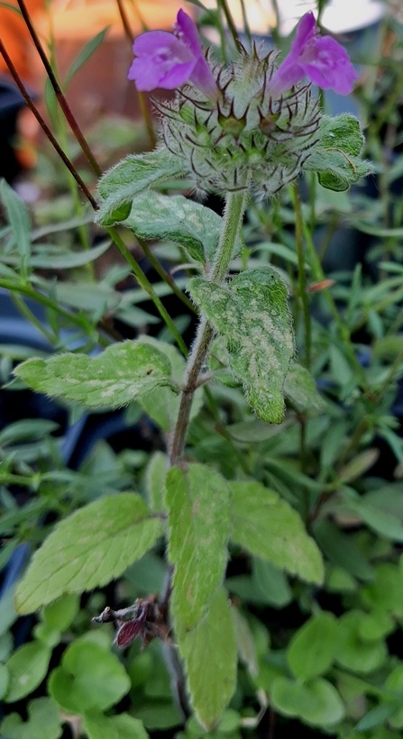 wild basil Clinopodium vulgare