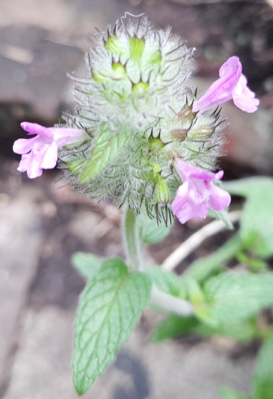 wild basil