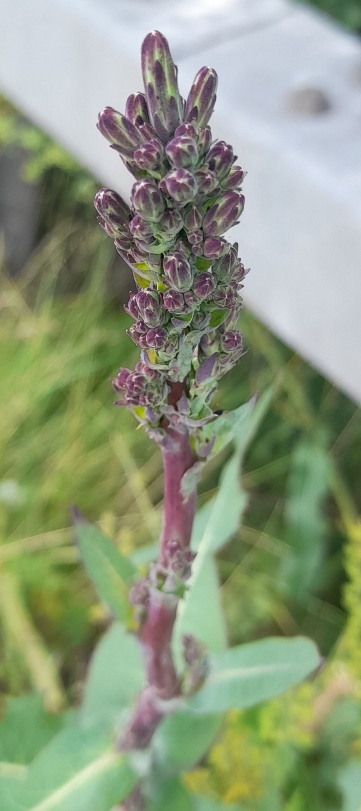wild lettuce buds