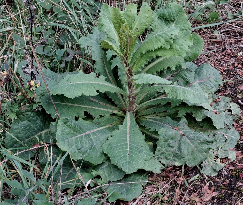 wild or prickly lettuce