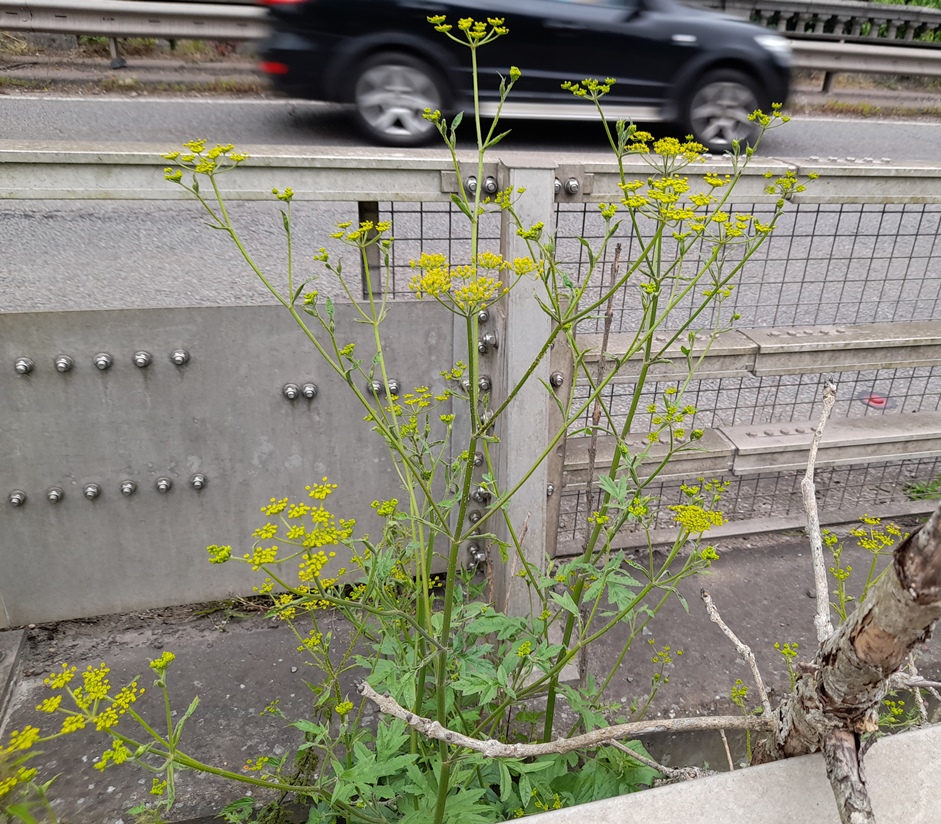 wild parsnip