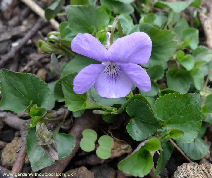 wild violet