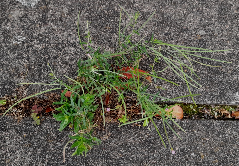 willowherb long fruits