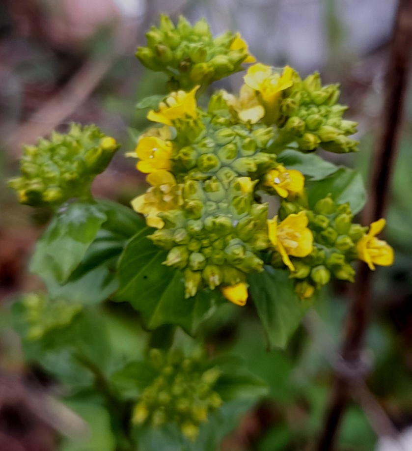 wintercress