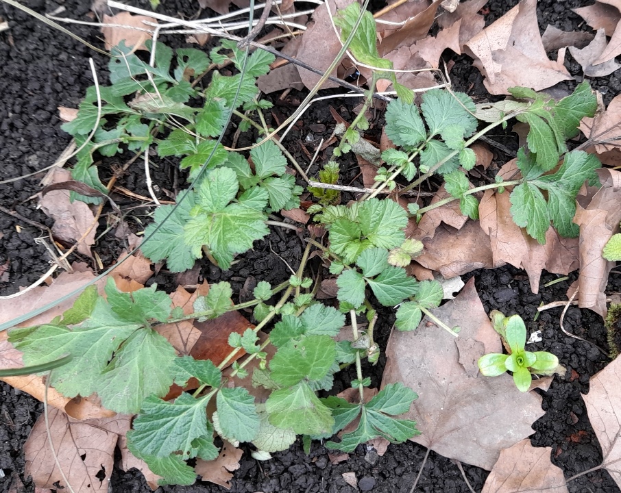wood avens