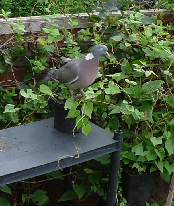 wood pigeon