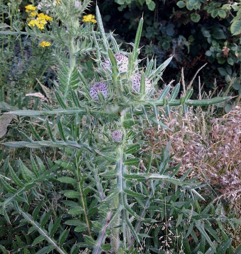 woolly thistle
