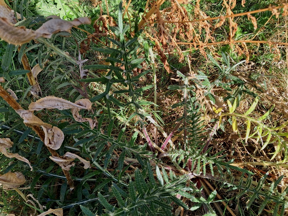 woolly thistle cirsium eriophorum