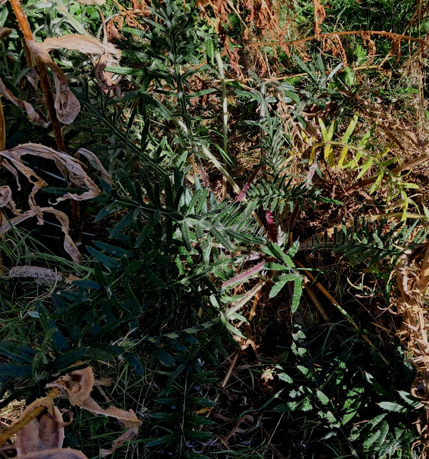 woolly thistle cirsium eriophorum