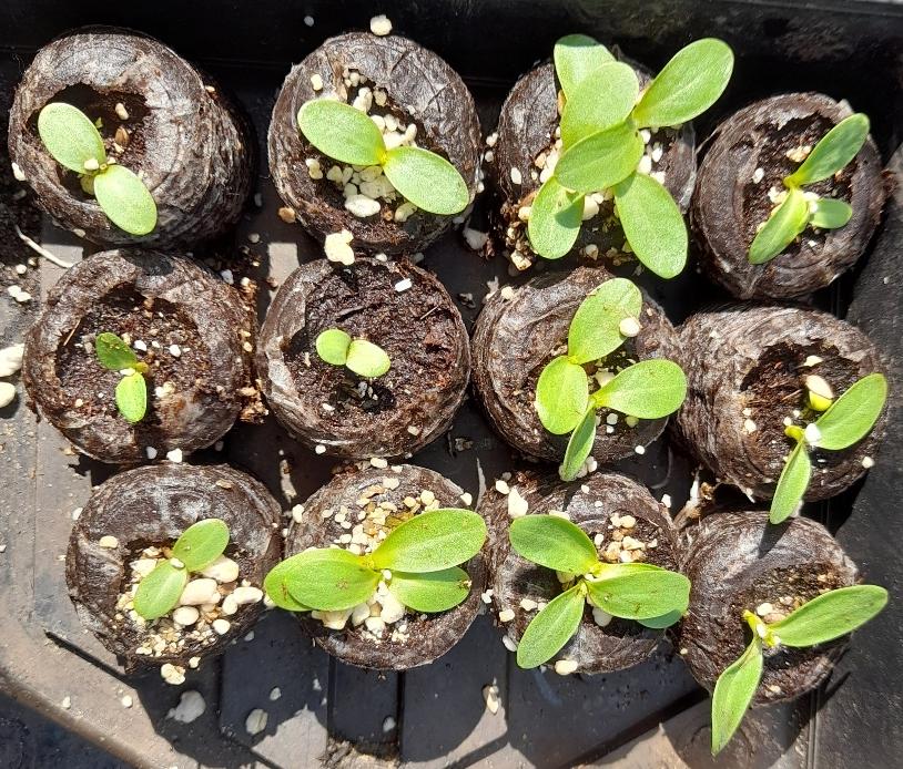 woolly thistle seedlings Cirsium eriophorum