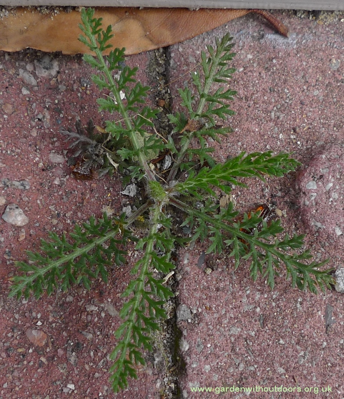 Achillea millefolium