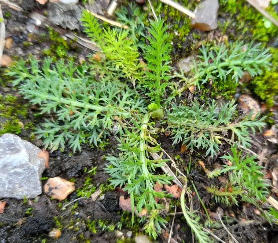 yarrow