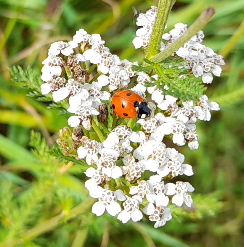 yarrow ladybird