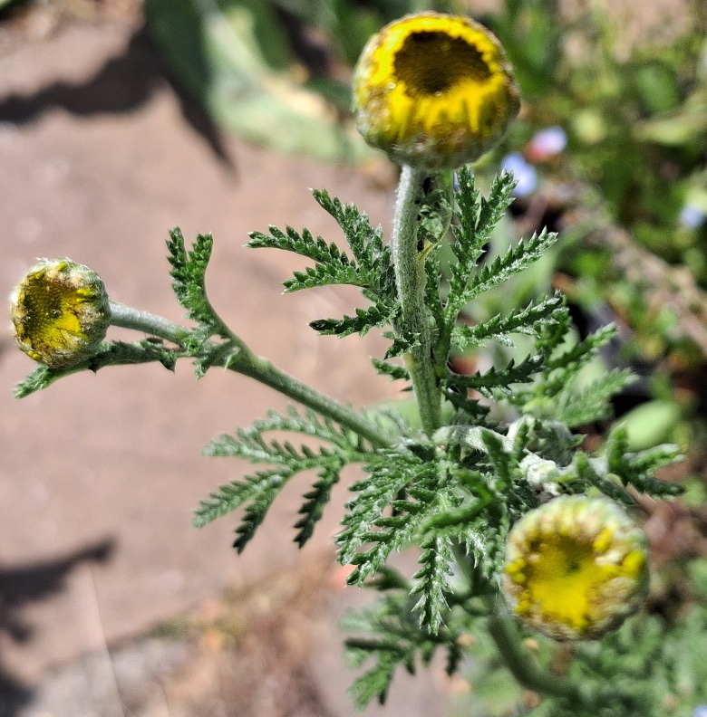 yellow chamomile cota tinctoria