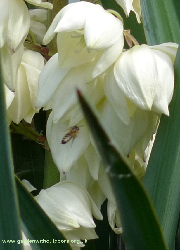 yucca with bee