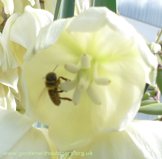 yucca flower with bee