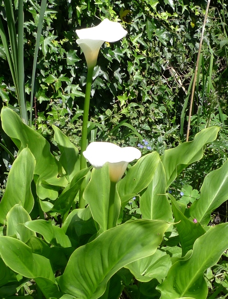 zantedeschia
