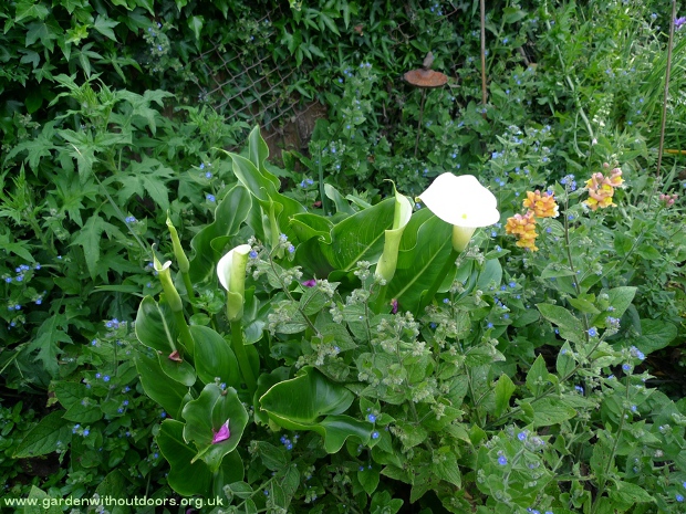 zantedeschia buds